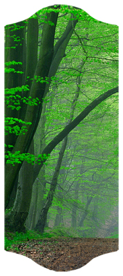 DARAY-C-128 (Forest) Serenity Forest Path